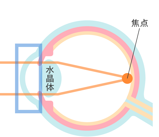 治療の仕組み 翌日